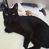 れこほた